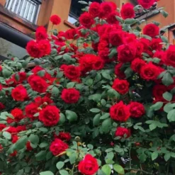 Downypaws - Graines de rosier grimpant rouge (100 comprimés) Discount