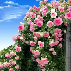 Downypaws - Graines de rosier grimpant rose (100 comprimés) Clearance