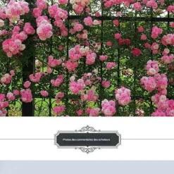 Downypaws - Graines de rosier grimpant angela (100 comprimés) Discount