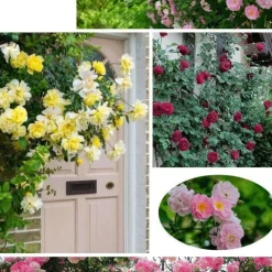 Downypaws - Graines de rosier grimpant angela (100 comprimés) Discount