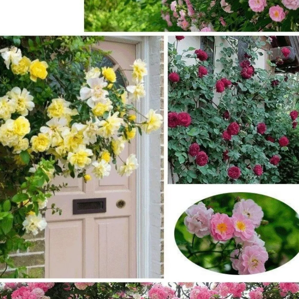 Downypaws - Graines de rosier grimpant angela (100 comprimés) Discount