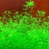 Downypaws - Graines d'herbe aquatique hemianthus micranthemoides Hot