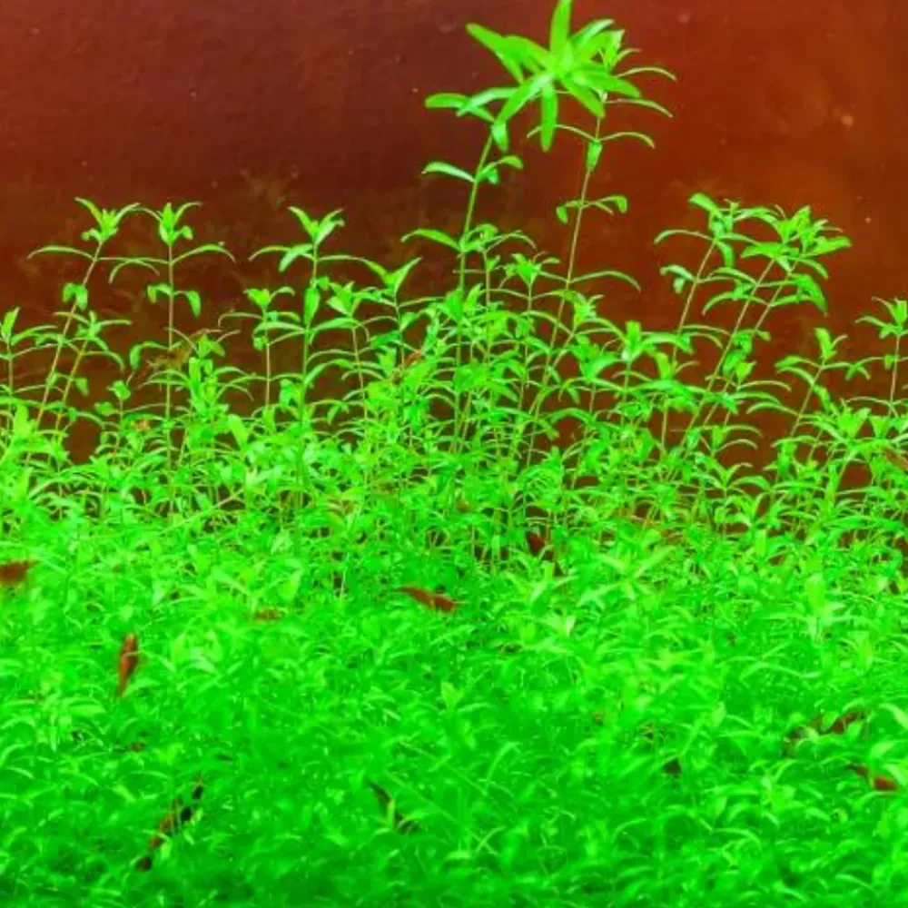 Downypaws - Graines d'herbe aquatique hemianthus micranthemoides Hot