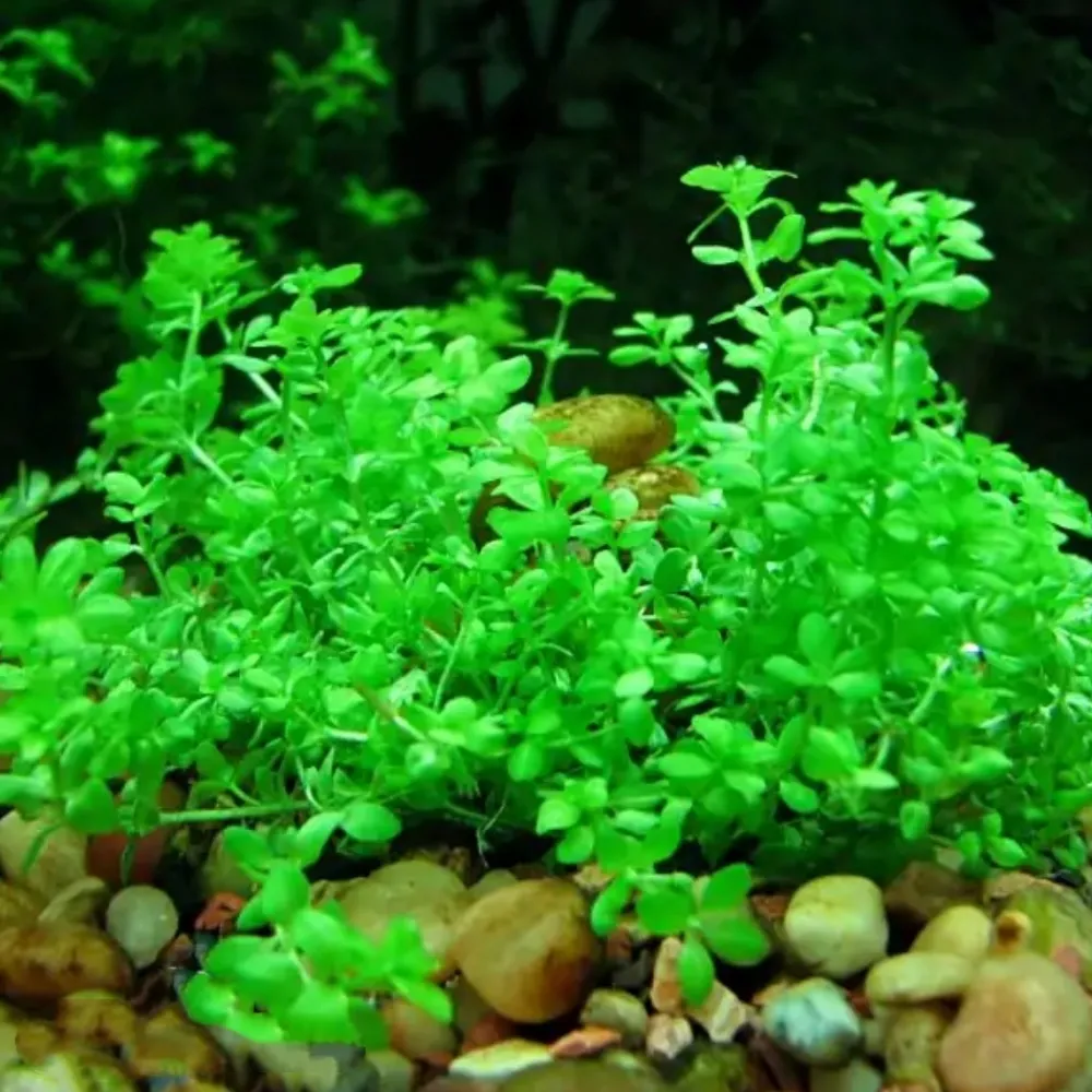 Downypaws - Graines d'herbe aquatique hemianthus micranthemoides Hot