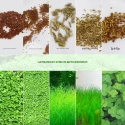 Downypaws - Graines d'herbe aquatique hemianthus micranthemoides Hot
