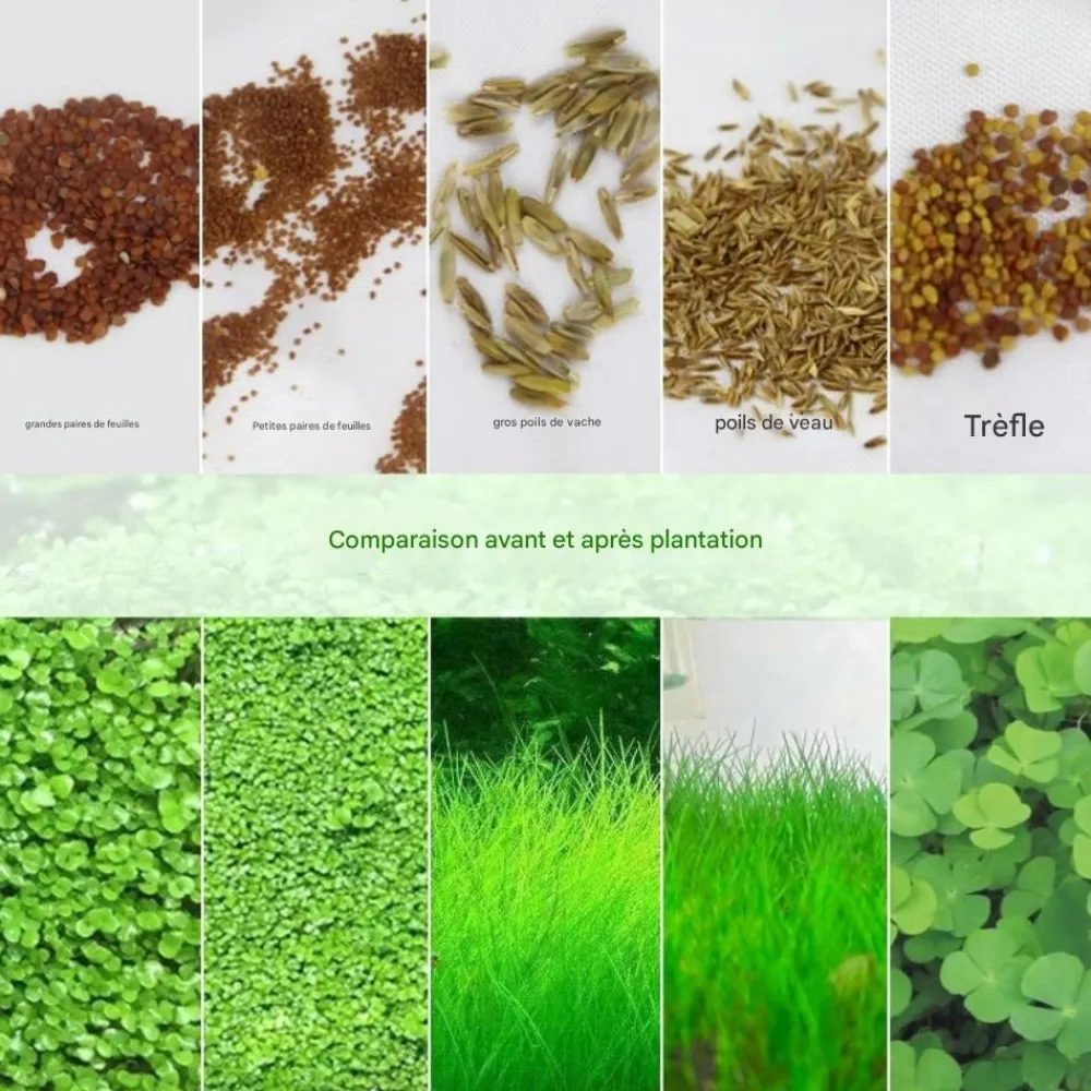 Downypaws - Graines d'herbe aquatique hemianthus micranthemoides Hot