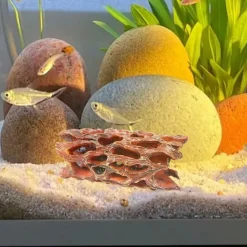 Downypaws - Grotte en mousse aquatique - habitat biofilm pour crevettes Discount
