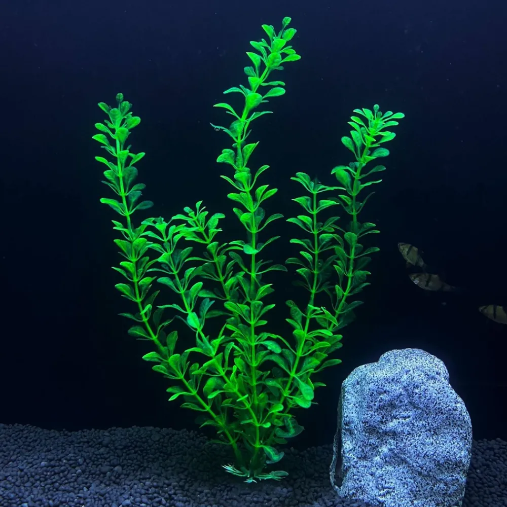 Downypaws - 5 ornements de plantes aquatiques artificielles pour aquarium de 30 cm Clearance