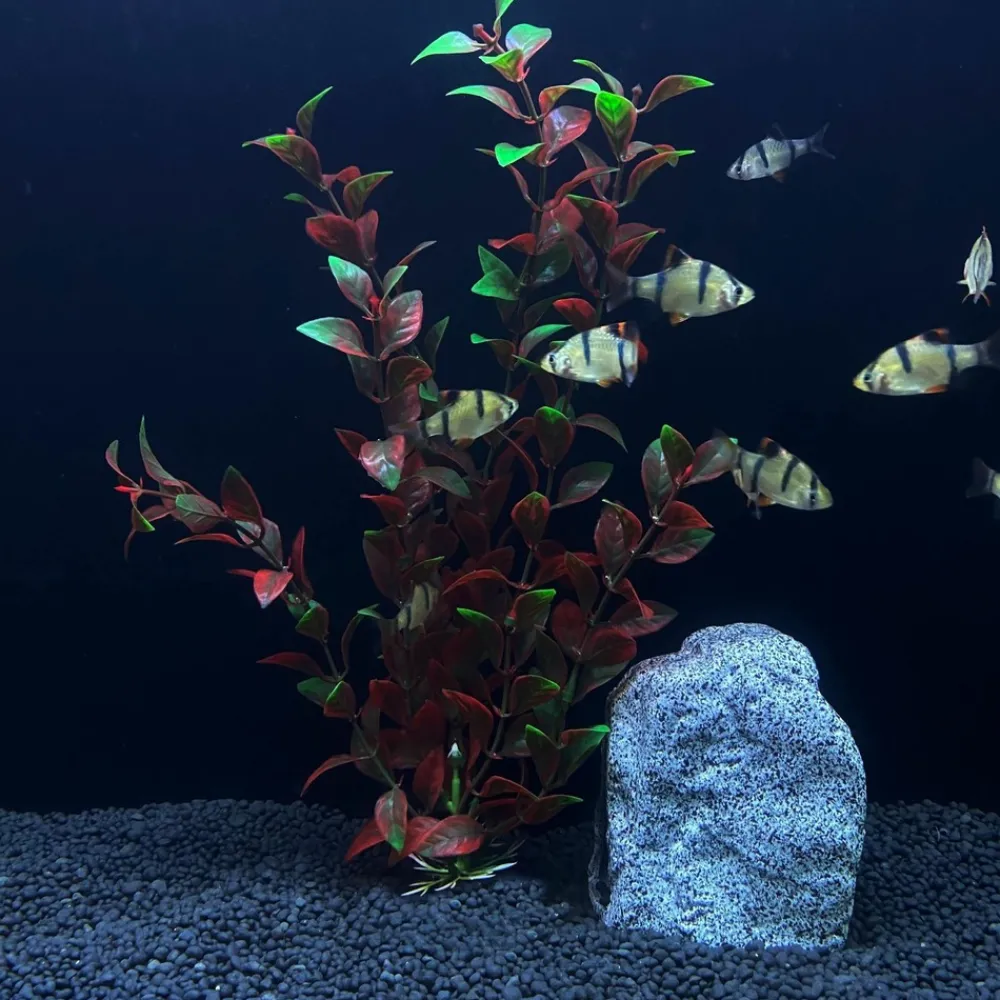 Downypaws - 5 ornements de plantes aquatiques artificielles pour aquarium de 30 cm Clearance