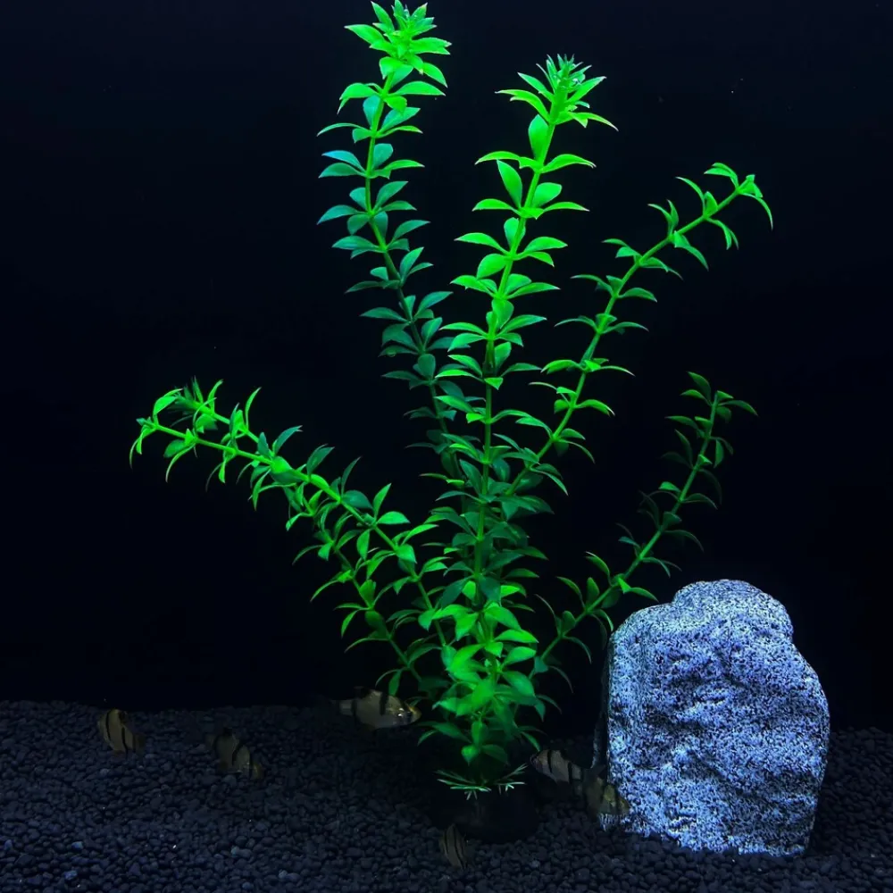 Downypaws - 5 ornements de plantes aquatiques artificielles pour aquarium de 30 cm Clearance