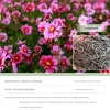 Dtopbuyage Graines De Fleurs | - - cosmos short stem, couleurs mélangées, 1 000 pièces