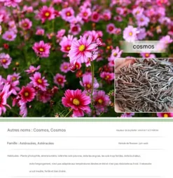 Dtopbuyage Graines De Fleurs | - - cosmos short stem, couleurs mélangées, 1 000 pièces