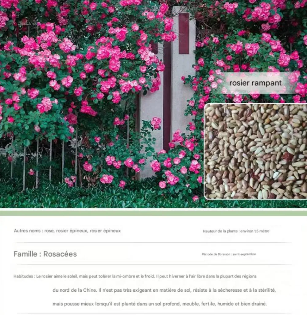 Dtopbuyage - - graines de rosier, 200 capsules Discount