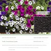 Dtopbuyage Graines De Fleurs | - - graines de gloire du matin 200 pièces