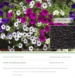 Dtopbuyage Graines De Fleurs | - - graines de gloire du matin 200 pièces
