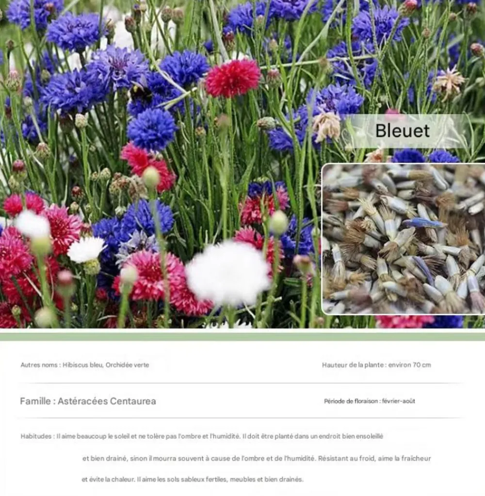 Dtopbuyage Graines De Fleurs | - - graines de bleuet 100 gélules