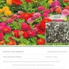 Dtopbuyage Graines De Fleurs | - - graines de zinnia 200 gélules