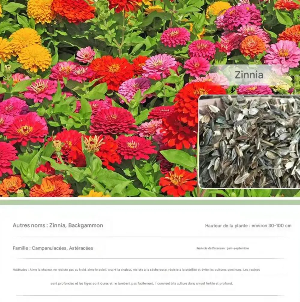 Dtopbuyage Graines De Fleurs | - - graines de zinnia 200 gélules