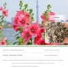 Dtopbuyage Graines De Fleurs | - - graines de rose trémière 100 gélules