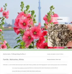 Dtopbuyage Graines De Fleurs | - - graines de rose trémière 100 gélules