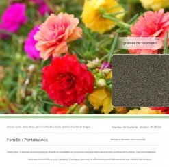 Dtopbuyage Graines De Fleurs | - - graines de tournesol 10 000