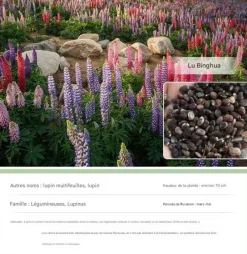 Dtopbuyage Graines De Fleurs | - - graines de lupin 100 pièces