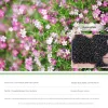 Dtopbuyage Graines De Fleurs | - - graines de gypsophile 200 gélules