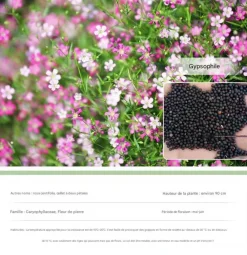 Dtopbuyage Graines De Fleurs | - - graines de gypsophile 200 gélules