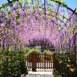 Dtopbuyage - Paquet de 12 rotins de fleurs artificielles de glycine et de violet pour mariage violet Clearance