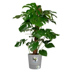 Elho Cache-Pots Et Bacs D'Intérieur|Pots Et Jardinières | - Pot Greensense Aqua Care rond ciment à resevoir d'eau - D.30cm