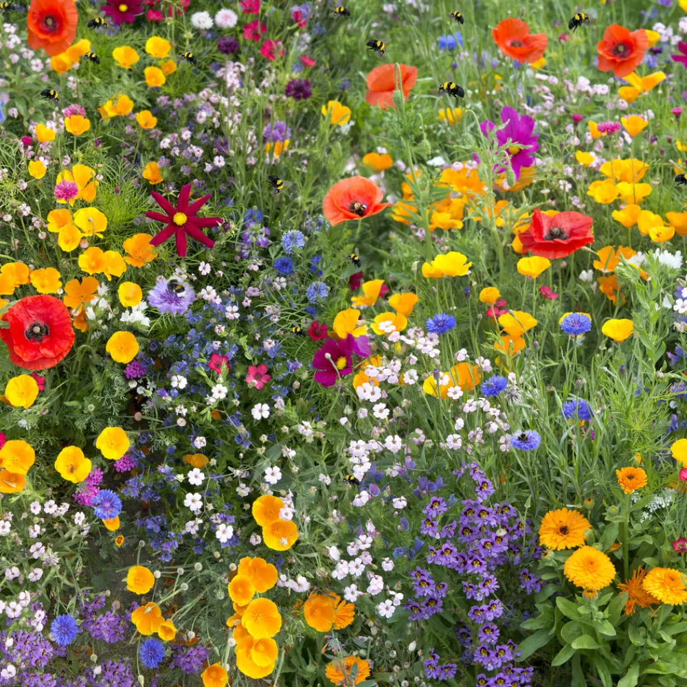 Europa Green - Mélange de fleurs pour abeilles (17m2) - gazon japonais Discount