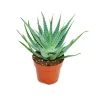 Exotenherz - Aloe aborescens dans un pot de 19 cm Clearance