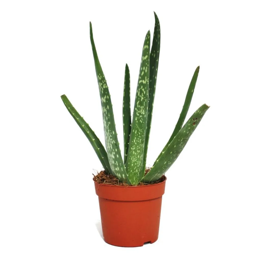 Exotenherz - Aloe vera - ca. 2 ans - 10,5cm pot Clearance