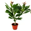 Exotenherz Plantes Fleuries | - Arbre du temple hawaïen - plumeria - couleur surprise