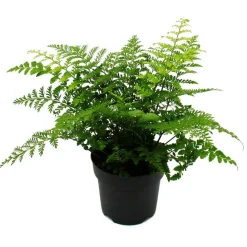 Exotenherz - Asplenium dimorphum parvati- variétés spéciales de fougères pour la chambre fougère nid pot de 17cm hauteur environ 30-40cm Hot
