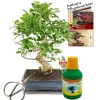 Exotenherz - Bonsaï - chin. Figuier - ficus retusa - environ 10 ans - bol 25cm - coffret cadeau avec ciseaux et engrais Discount