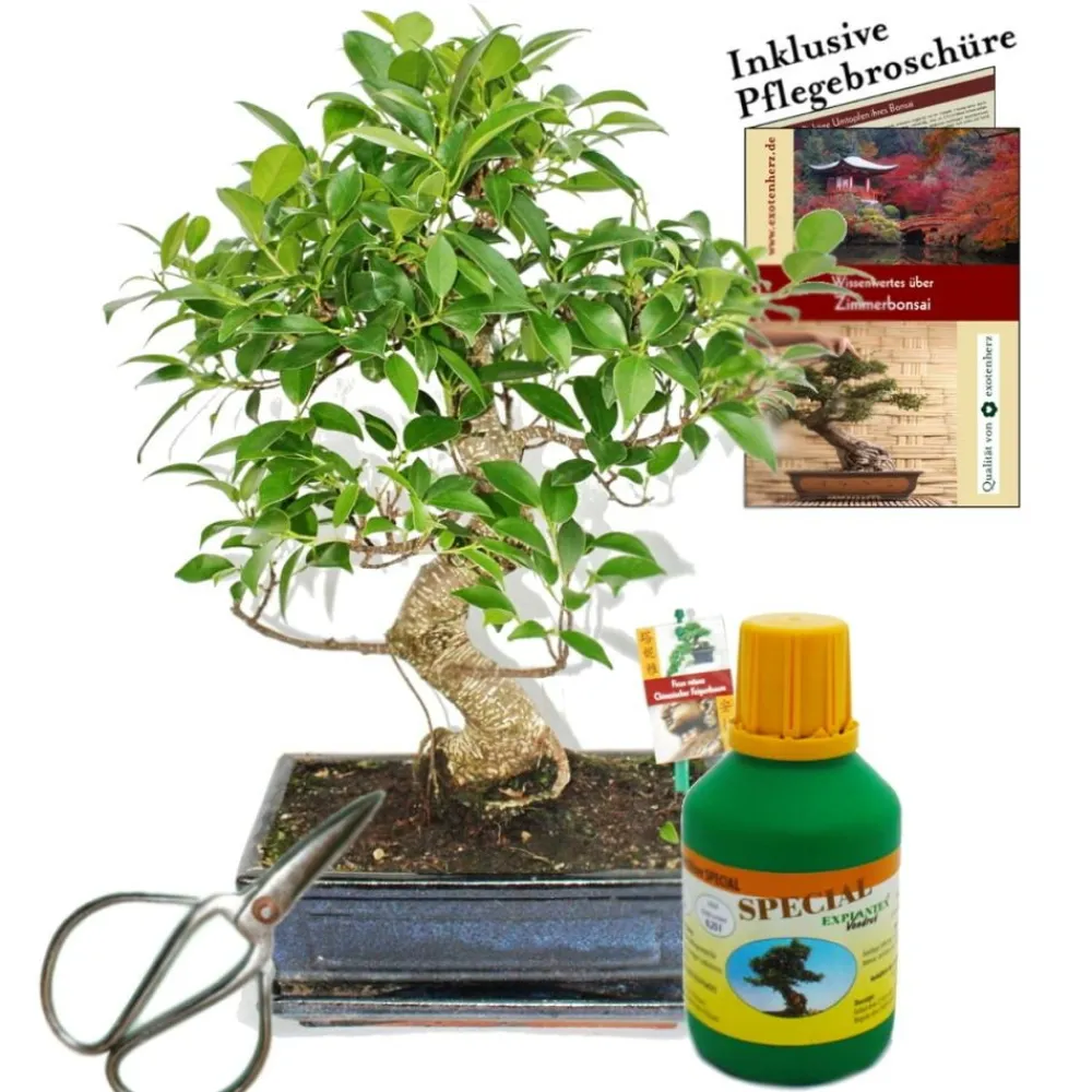 Exotenherz - Bonsaï - chin. Figuier - ficus retusa - environ 10 ans - bol 25cm - coffret cadeau avec ciseaux et engrais Discount