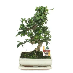 Exotenherz - Bonsaï fukientee - carmona microphylla - environ 10 ans Best