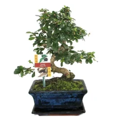Exotenherz Bonsaïs | - Bonsaï fukientee - carmona microphylla - environ 8 ans
