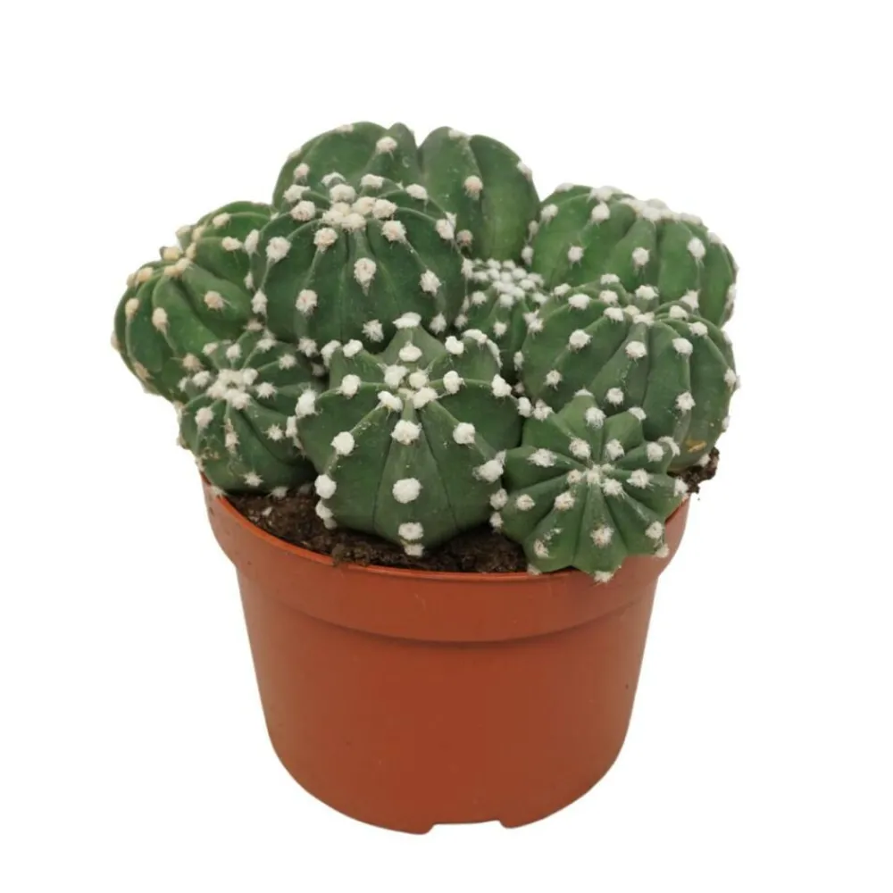 Exotenherz Cactus Et Plantes Grasses | - Cactus paysan echinopsis multiplex cactus facile à entretenir avec de superbes fleurs 12cm