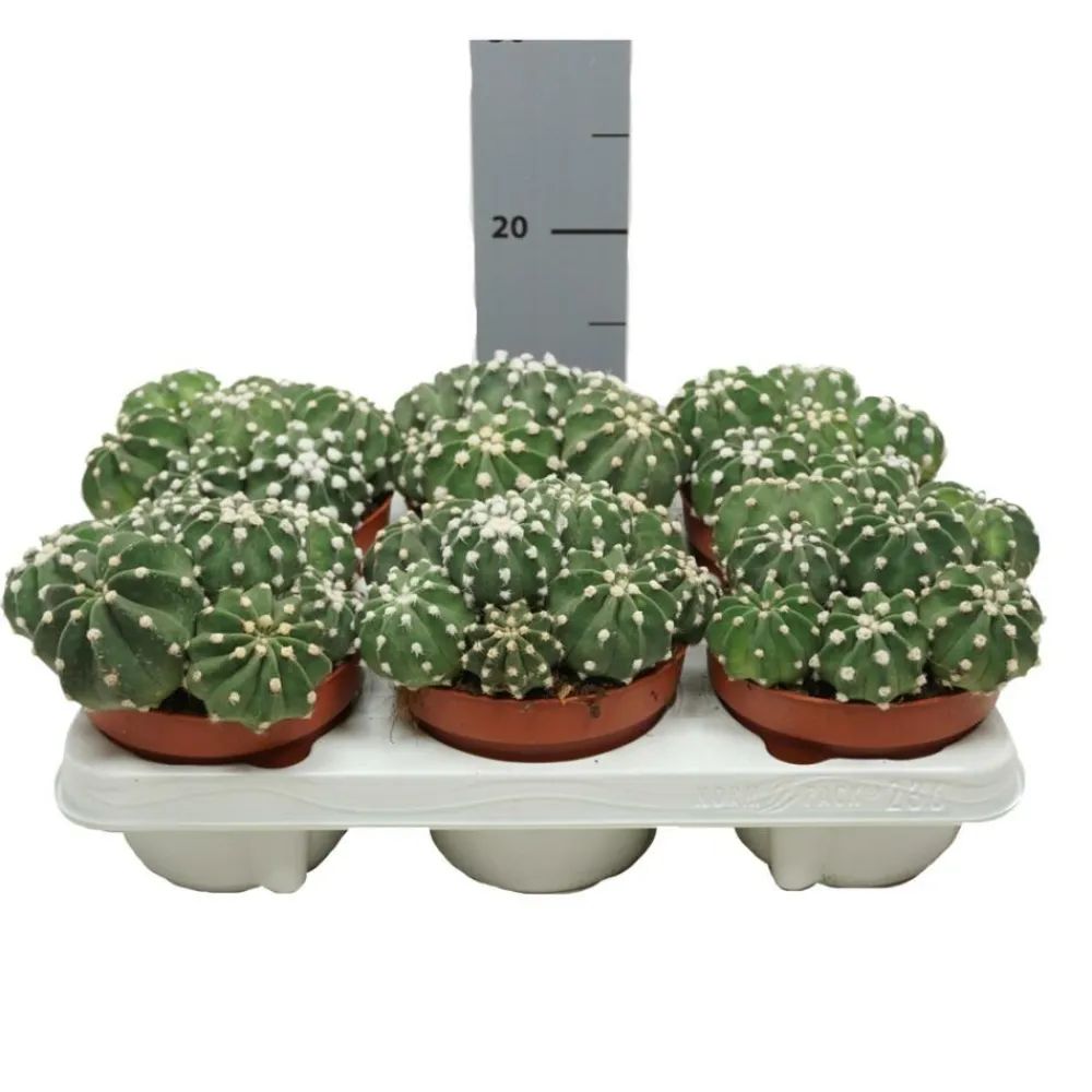 Exotenherz Cactus Et Plantes Grasses | - Cactus paysan echinopsis multiplex cactus facile à entretenir avec de superbes fleurs 12cm