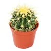Exotenherz Cactus Et Plantes Grasses | - Echinocactus grusonii - chaise de belle-mère - dans un pot de 5,5 cm