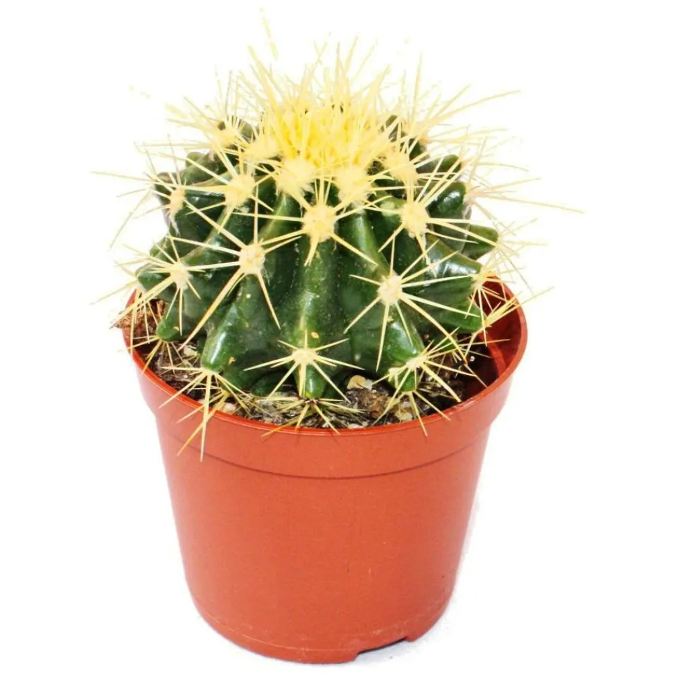 Exotenherz Cactus Et Plantes Grasses | - Echinocactus grusonii - chaise de belle-mère - dans un pot de 5,5 cm