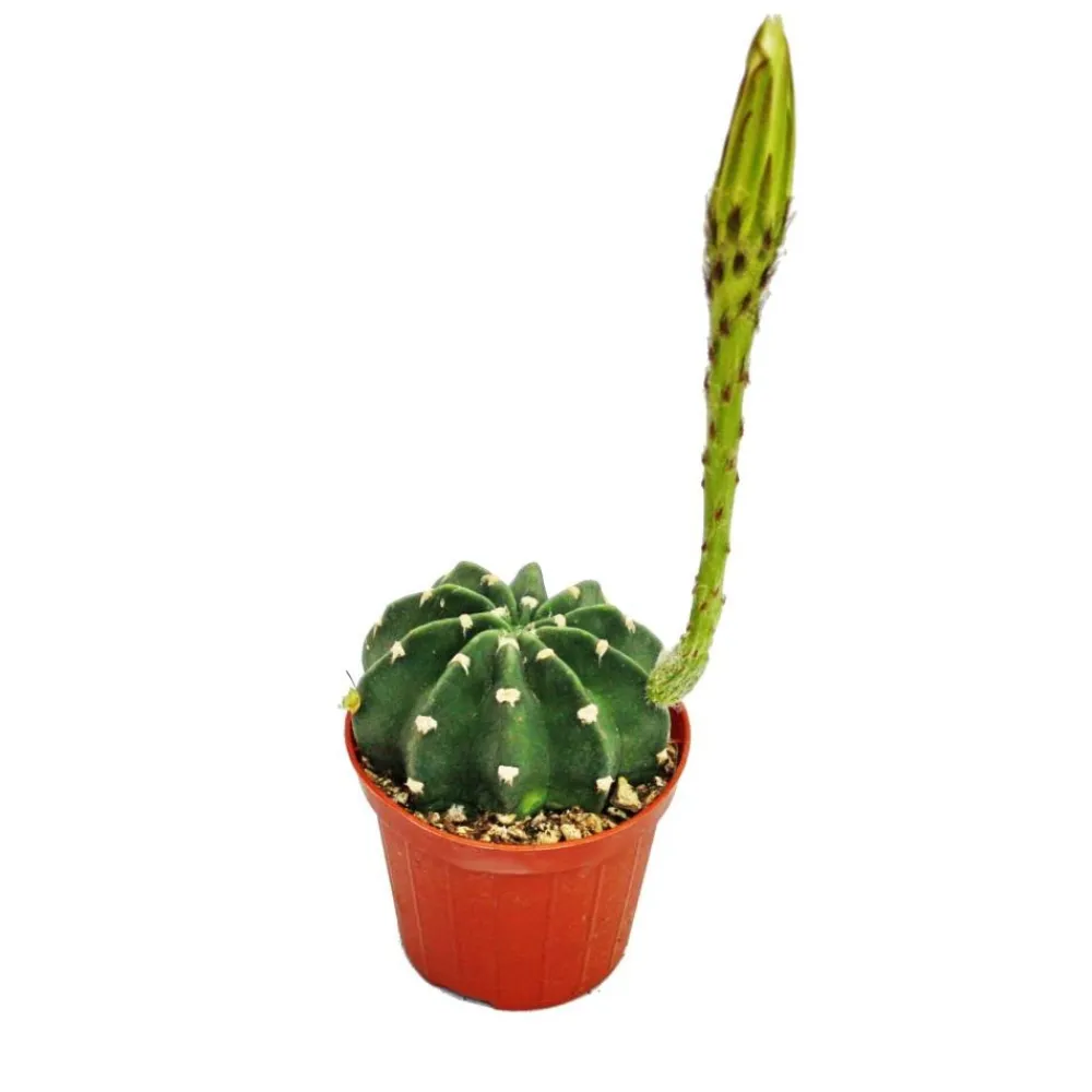 Exotenherz Cactus Et Plantes Grasses | - Echinopsis subdenundata - petite plante en pot de 5,5 cm