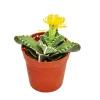 Exotenherz - Faucaria tigrina - cerf-volant tigre - en pot de 8,5cm Outlet
