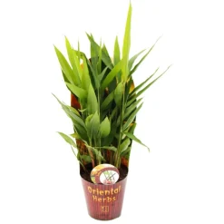 Exotenherz Plants De Légumes Et Aromatiques | - Gingembre thaïlandais, galanga alpina 12cm