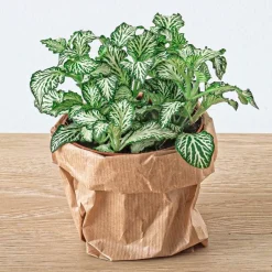 Exotenherz - Green your bottle - set complet pour ton jardin de bouteilles - sans verre - 3 plantes (ficus bonsai + 2x fittonia) Online