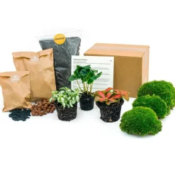 Exotenherz - Green your bottle - set complet pour ton jardin de bouteilles - sans verre - 3 plantes (caféier + 2x fittonia) Best