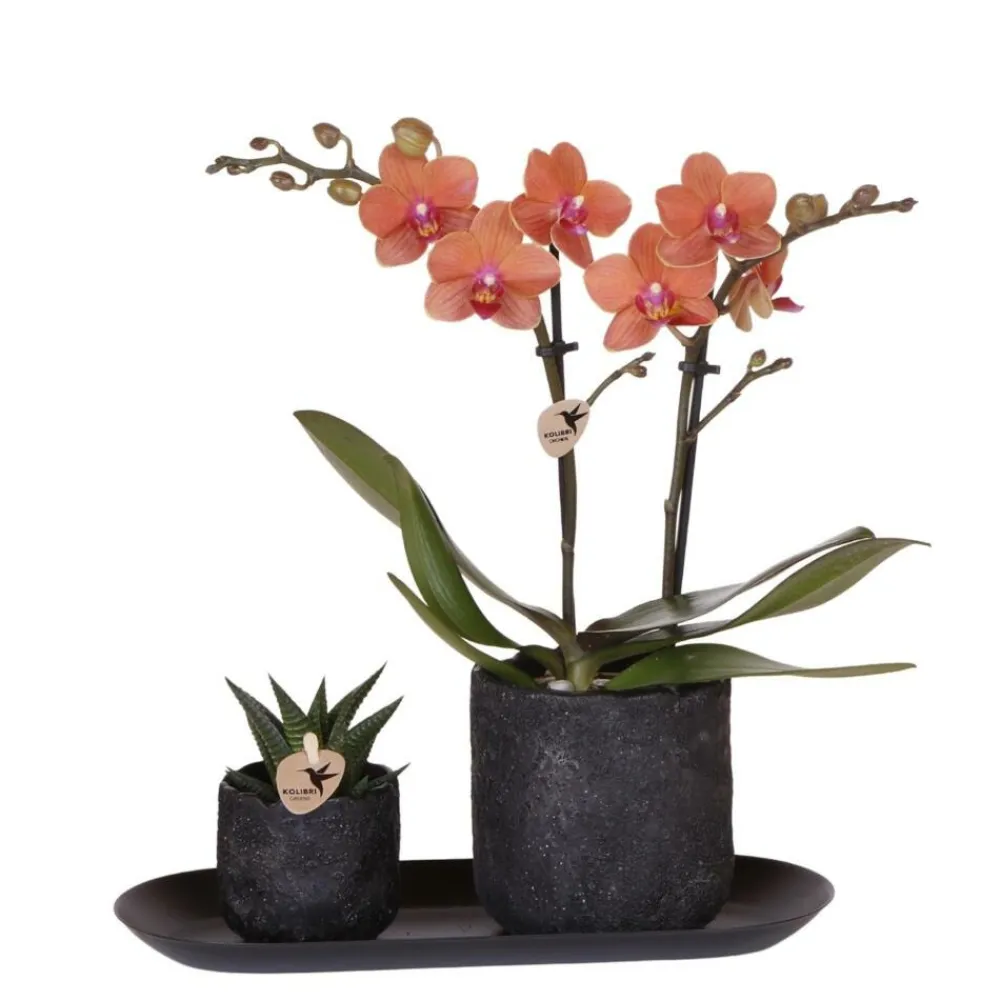 Exotenherz Orchidées | - Kolibri company set home hub small orange phalaenopsis orchidée bolzano et succulente