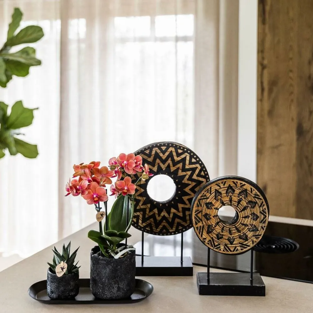 Exotenherz Orchidées | - Kolibri company set home hub small orange phalaenopsis orchidée bolzano et succulente